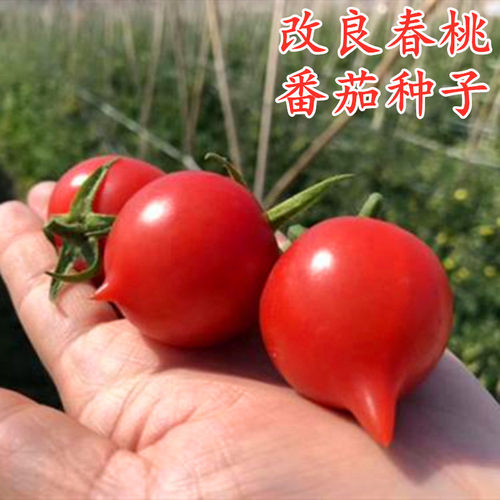 改良春桃小番茄种籽西红柿种子樱桃番茄圣女果甜度高四季蔬菜包邮
