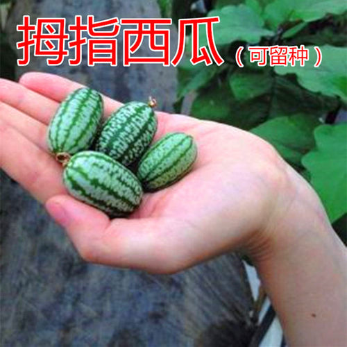 拇指西瓜种子迷你小西瓜种籽蔬菜水果种子四季蔬菜庭院高产包邮 - 封面