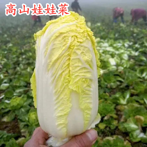 四季高产娃娃菜种子小白菜种子
