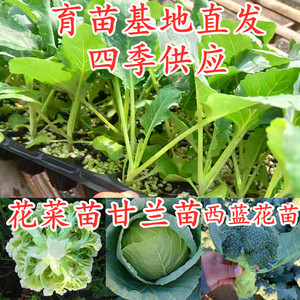 甘蓝花菜西蓝花苗子种苗菜花包心菜西兰花包菜苗子四季蔬菜苗包邮