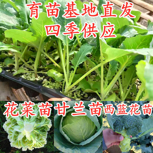 高产四季甘蓝苗花菜苗西蓝花苗