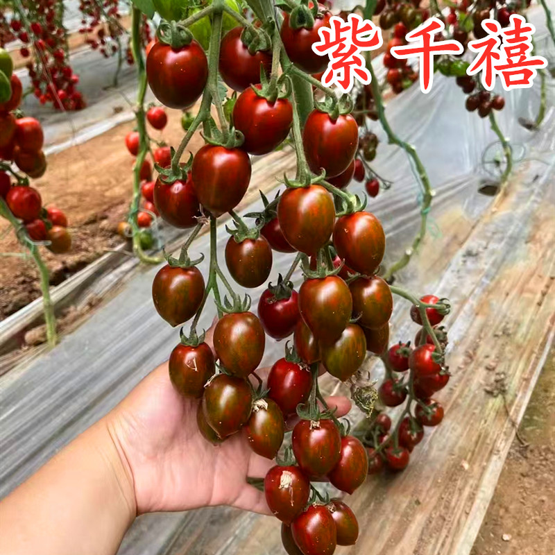 樱桃番茄种子花皮迷彩圣女果种籽紫黑色特色蔬菜种子包邮紫千禧