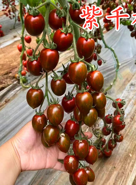 樱桃番茄种子花皮迷彩圣女果种籽紫黑色特色蔬菜种子包邮紫千禧