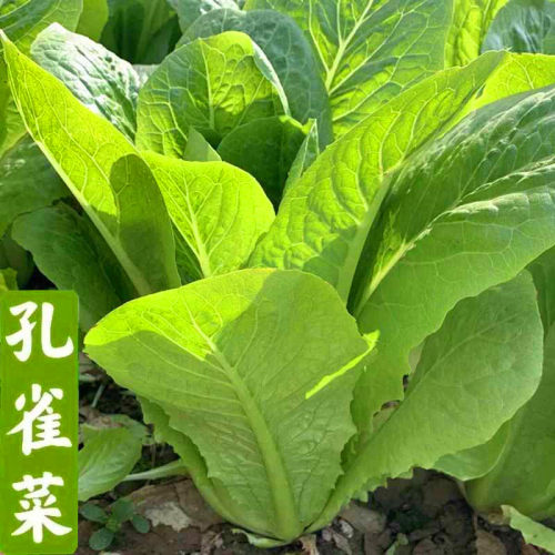 沙拉孔雀菜四季生菜高产脆嫩