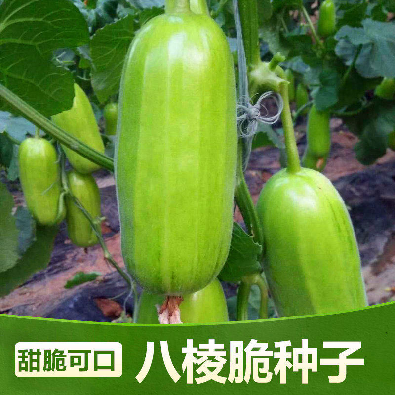 八棱脆瓜种子菜瓜梢瓜烧瓜种籽黄河脆瓜一窝猴青瓜四季水果包邮