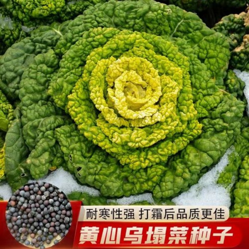 黄心乌塌菜种子种籽乌塔菜雪里金花青菜四季蔬菜孑白菜黑菜包邮 农用物资 蔬菜种子 原图主图