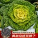 包邮 黄心乌塌菜种子种籽乌塔菜雪里金花青菜四季 蔬菜孑白菜黑菜