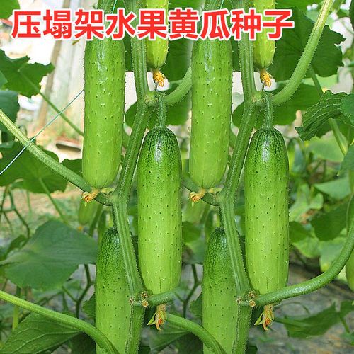 压趴架旱黄瓜水果黄瓜种子