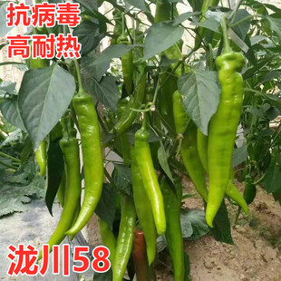 辣椒种子辣椒苗尖椒种籽羊角椒抗病高产微辣薄皮四季蔬菜苗泷川58