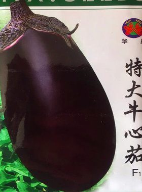 特大牛心茄种子罐茄种籽紫把紫黑色茄子高产四季蔬菜庭院阳台包邮