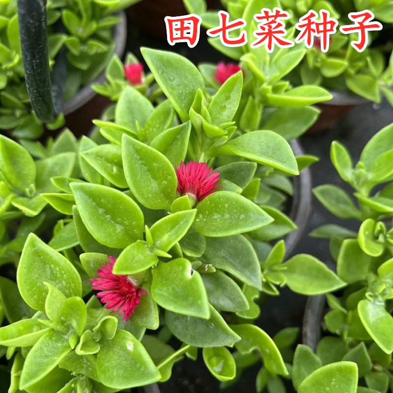 三七种子田七种籽 特色野菜中药材种籽四季农家蔬菜种孑 阳台盆栽