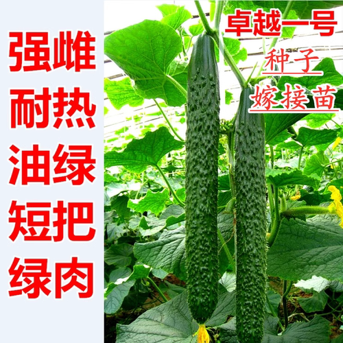 耐热强雌油亮黄瓜种子嫁接苗