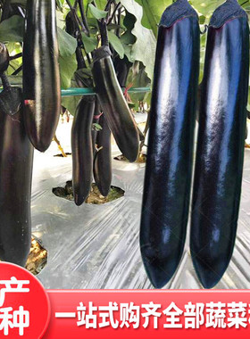 日本黑贵人长茄种子紫萼紫黑色烧烤茄四季蔬菜种籽高产嫁接茄子苗