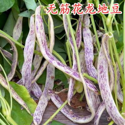 无筋花龙地豆种子不搭架豆角种籽豇豆油豆四季豆地爬豆角种籽蔬菜