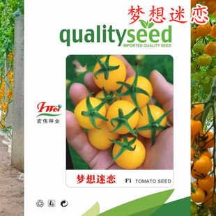 黄色樱桃番茄种子籽四季播阳台盆栽水果西红柿种菜苗秧苗梦想迷恋