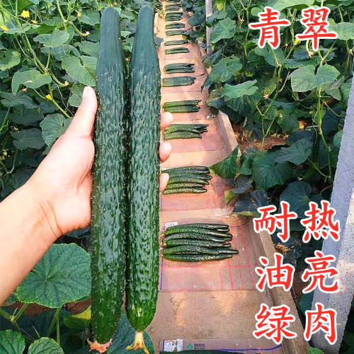 强雌耐热短把密刺油绿黄瓜种子