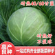 甘蓝种子甘蓝苗子大头菜种籽苗卷心菜花莲白不裂球抗热绿甘4060