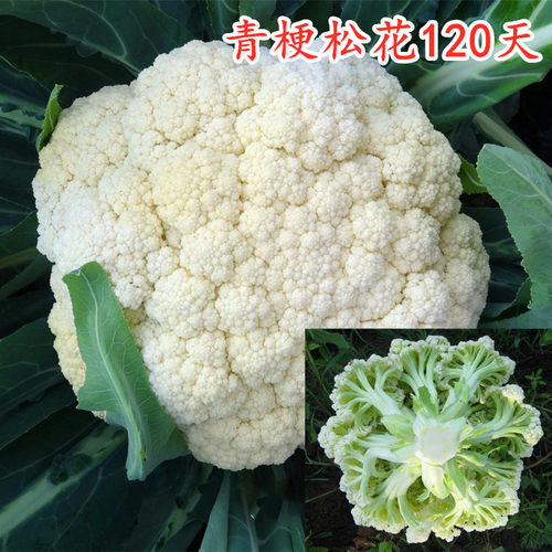 青梗四季松花菜种子四季蔬菜