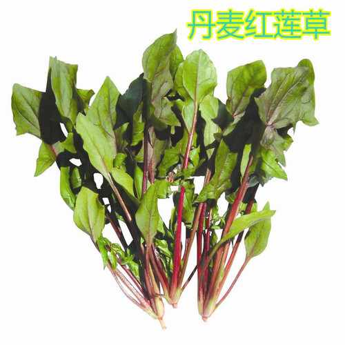 丹麦红莲草种子红连草种籽特色养生保健蔬菜种子盆栽四季蔬菜包邮