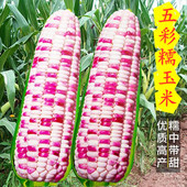 包邮 五彩甜糯玉米种子水果玉米种籽粘糯玉米种子四季 蔬菜高产抗病