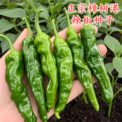 正宗樟树港辣椒种子湖南岳阳樟树港辣椒籽香辣高产四季蔬菜种籽