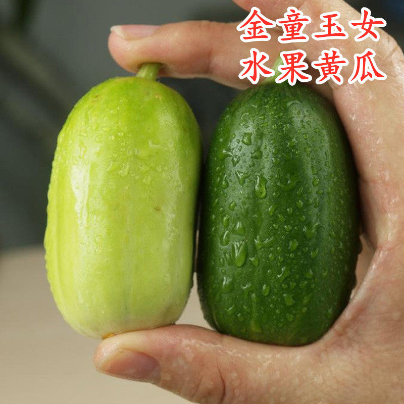 拇指小黄瓜种子迷你水果黄瓜种籽口感好金童玉女四季蔬菜庭院阳台,农用物资,蔬菜种子/种苗,淘宝优惠券,粉丝福利购,淘宝优惠卷