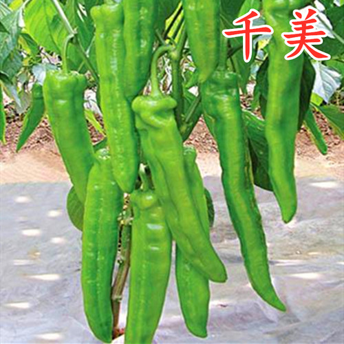 皮肉大果抗病毒四季包邮辣椒种子