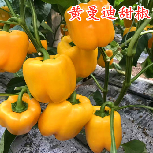 彩椒种子甜椒种子方椒辣椒苗苗子肉厚皮产量高抗病好包邮黄曼迪