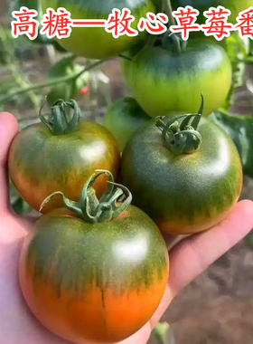 高糖草莓番茄种子牧心碱地铁皮西红柿种籽番茄苗口感番茄四季蔬菜