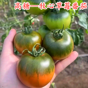 高糖草莓番茄种子牧心碱地铁皮西红柿种籽番茄苗口感番茄四季蔬菜