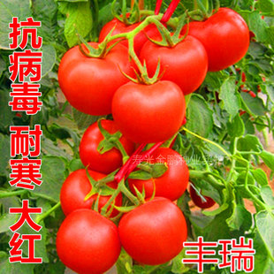 番茄种子大红果西红柿种籽耐寒番茄苗子种苗子嫁接苗四季蔬菜丰瑞