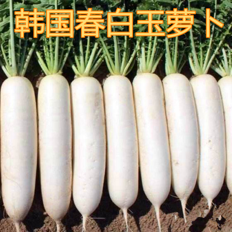 韩国进口春白玉白萝卜种子四季播耐抽薹高产抗病蔬菜种籽包邮