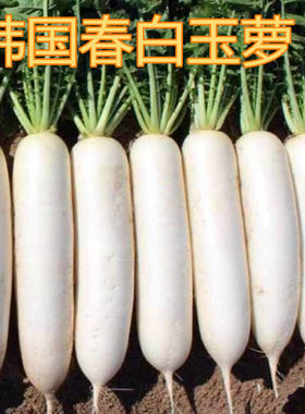 韩国进口春白玉白萝卜种子四季播耐抽薹高产水果萝卜蔬菜种籽包邮