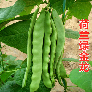荷兰绿金龙芸豆种子宽云豆种籽耐热耐寒油豆角架扁豆蔬菜豆角包邮
