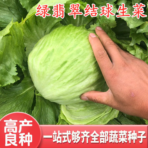 早熟脆嫩汉堡口感好包邮结球生菜