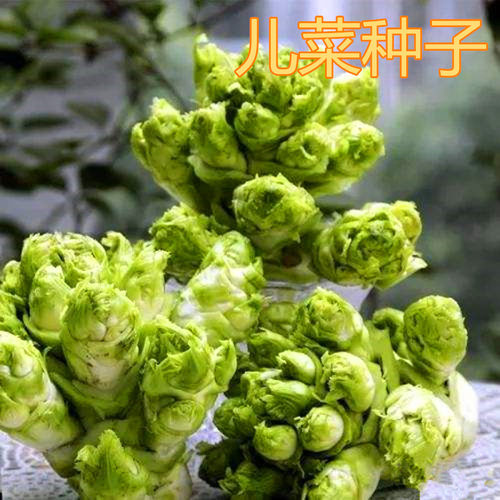 儿菜种子抱子芥娃娃儿菜四季蔬菜庭院阳台盆栽农家蔬菜种籽包邮