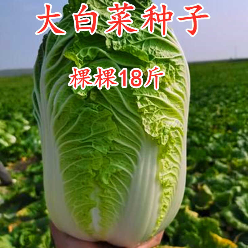 棵棵18斤大白菜种孑白菜籽种大全夏播秋播四季庭院大田蔬菜种子