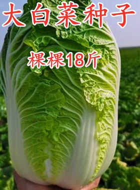 夏播秋播白菜种子大全