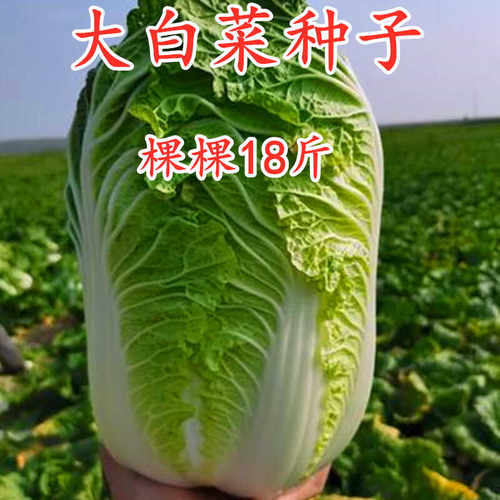 夏播秋播白菜种子大全
