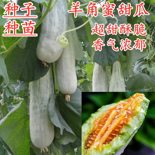 羊角蜜羊角酥薄皮甜瓜香瓜种子
