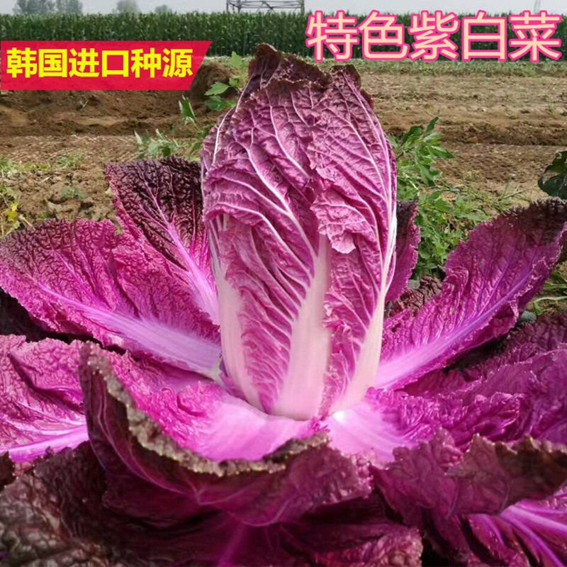 紫白菜种籽特色紫色白菜种籽结球圆白菜包心菜特色四季蔬菜紫裔,农用物资,蔬菜种子/种苗,淘宝优惠券,粉丝福利购,淘宝优惠卷