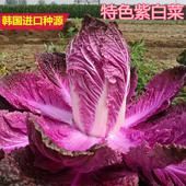 紫白菜种籽特色紫色白菜种籽结球圆白菜包心菜特色四季 蔬菜紫裔