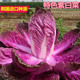 紫白菜种籽特色紫色白菜种籽结球圆白菜包心菜特色四季 蔬菜紫裔