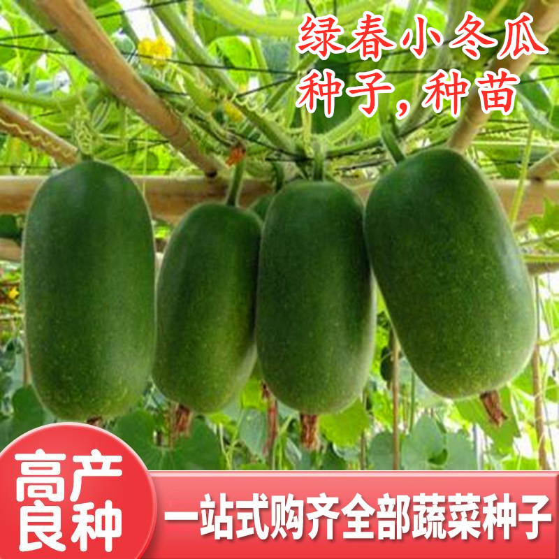 绿春小冬瓜种子迷你水果冬瓜种籽四季高产蔬菜一串铃庭院高产包邮