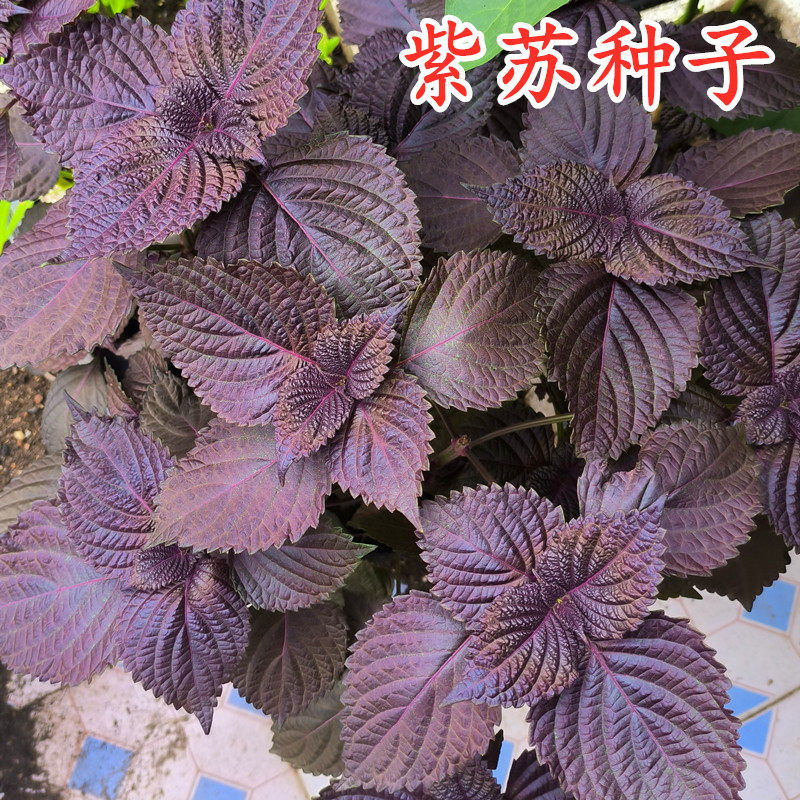 紫苏子种籽紫苏种子紫苏叶种籽绿苏草本中药材中草药野菜特色蔬菜