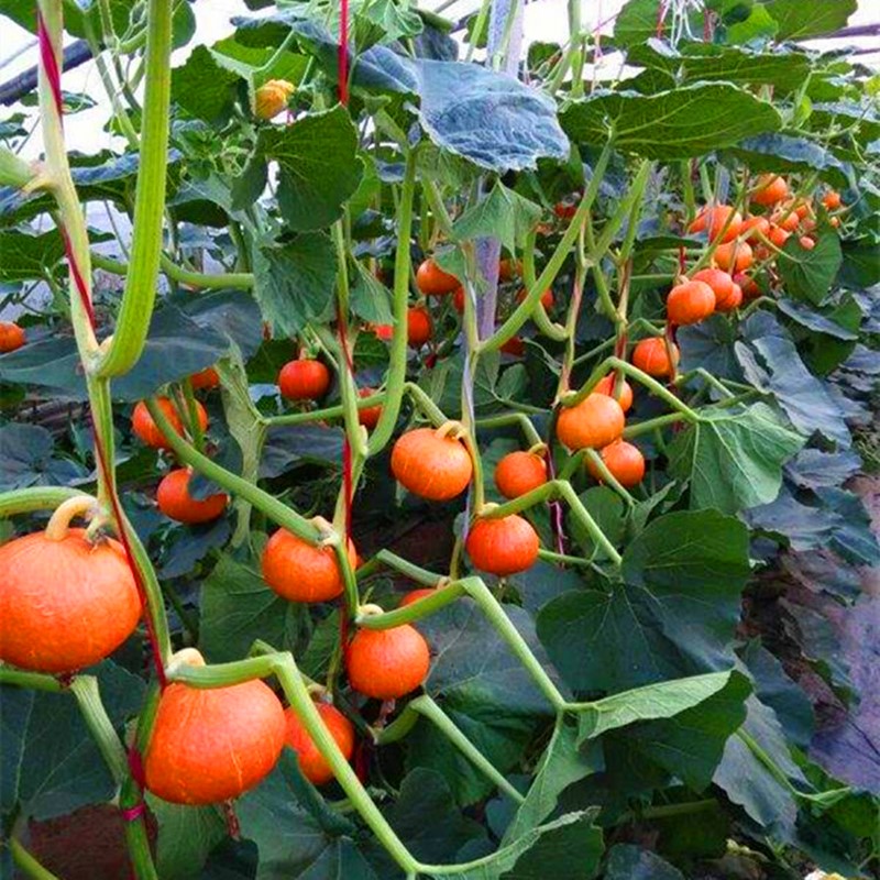 红甜栗南瓜种子红栗南瓜种籽板栗味小南瓜贝贝甜糯面蔬菜种籽四季