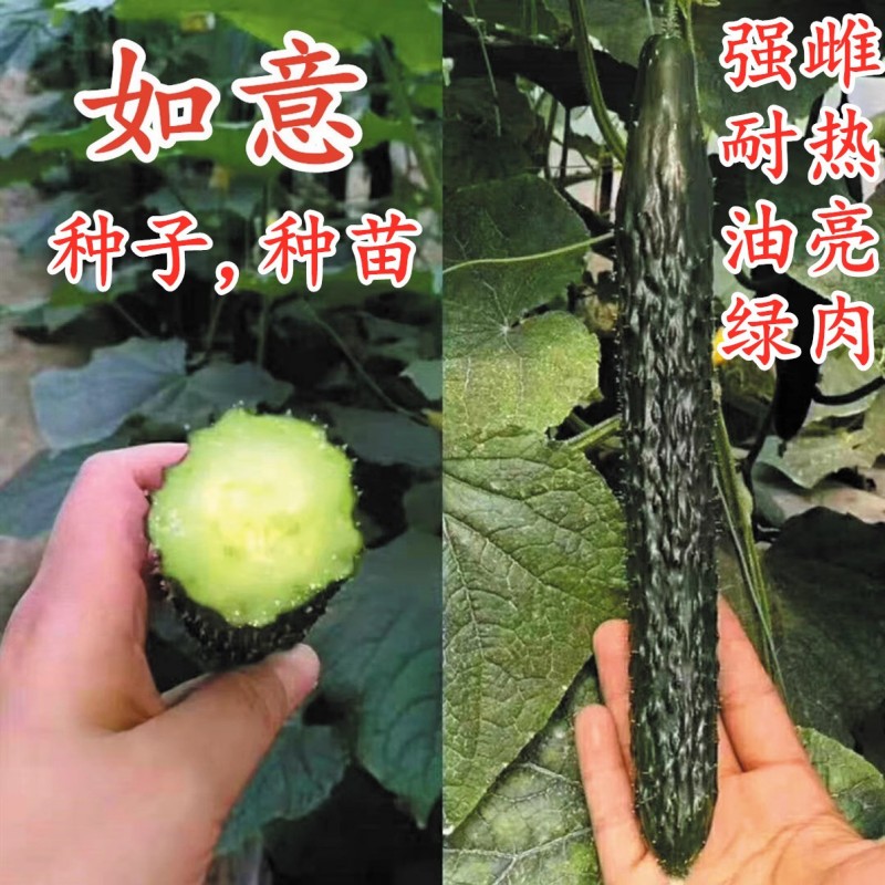 如意强雌耐热油亮黄瓜种子