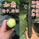 黄瓜种籽青瓜种子嫁接黄瓜苗水黄瓜强雌耐热油亮绿肉四季 蔬菜如意