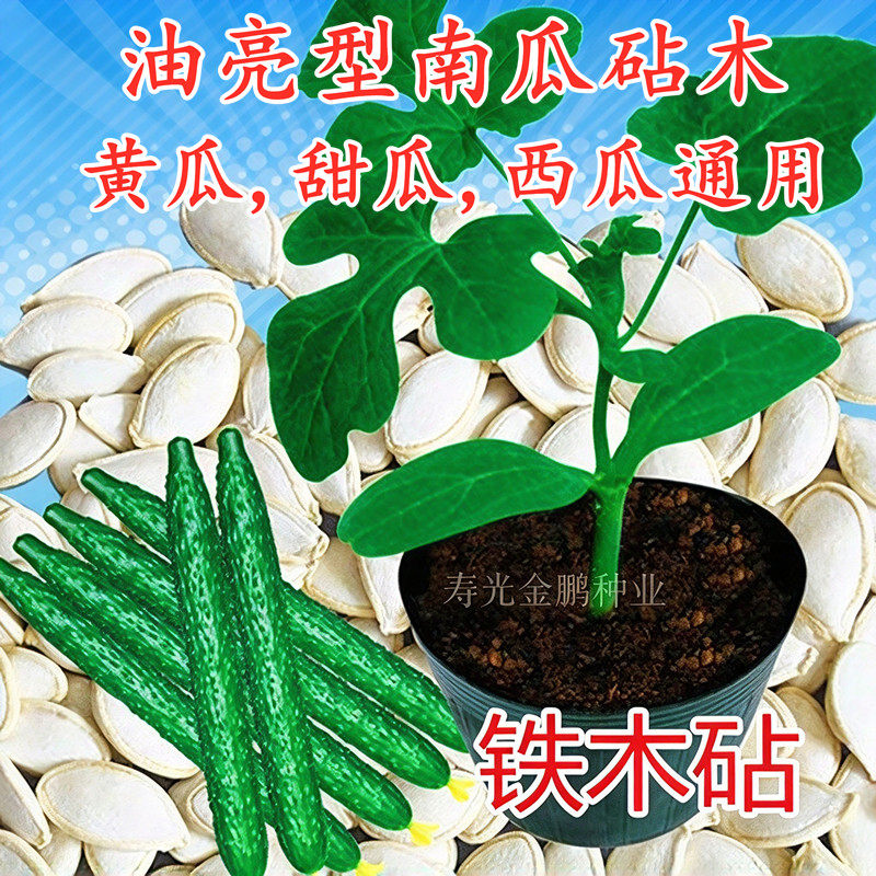 黄瓜砧木种子白南瓜种籽甜瓜西瓜嫁接专用南瓜砧木耐寒包邮铁木砧