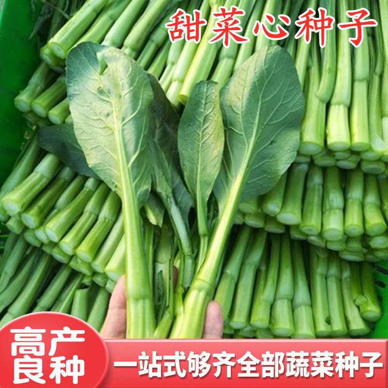 菜心种子甜菜心种籽油青菜苔薹四季广东四九菜心高产四季蔬菜包邮,农用物资,蔬菜种子/种苗,淘宝优惠券,粉丝福利购,淘宝优惠卷
